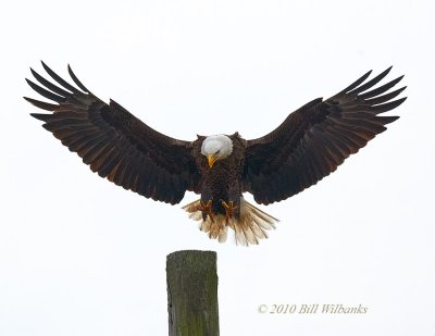 Eagle Landing on Pole