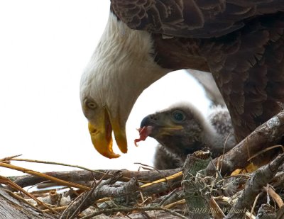Adult Feeding Chick.jpg