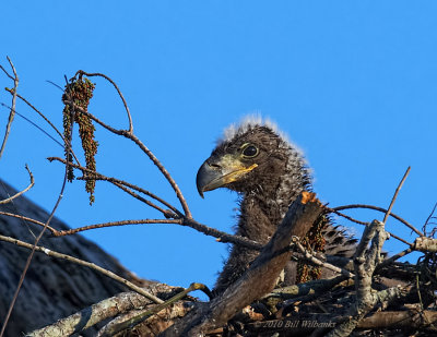Chick in the branches.jpg