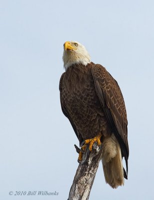 Eagle Perched 01.jpg