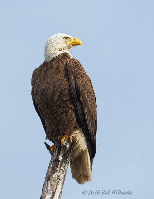 Eagle Perched 02.jpg