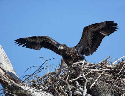 Chick wings outspread 01.jpg