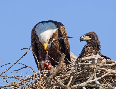 Eagle With Coot 01.jpg