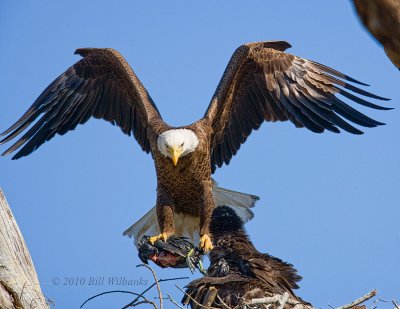 Eagle With Coot 02.jpg