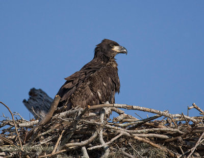 Chick 04.jpg