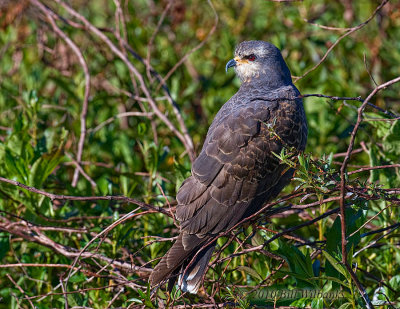 Snail Kite 01