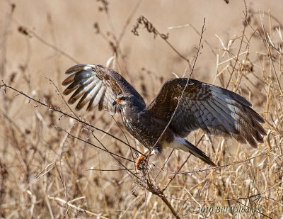 Snail Kite 03.jpg
