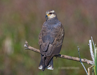 Snail Kite 08.jpg