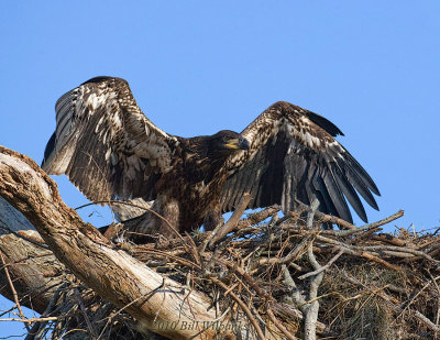 Eagle Chick Testing Wings 01.jpg