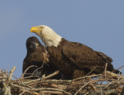 Eagle Eating 02.jpg