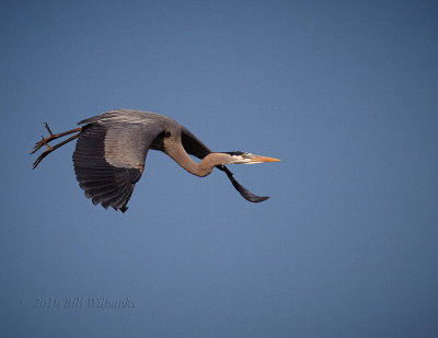 GBH in The Pines09.jpg
