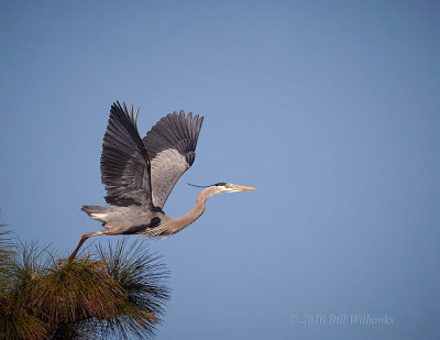 GBH in The Pines_84.jpg