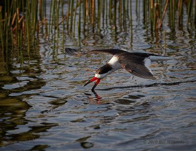 Black Skimmer 01.jpg