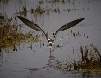 Black Skimmer Head on.jpg