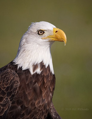 Apopka Eagle Portait.jpg