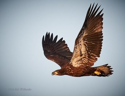 Young Eagle Flight 03.jpg