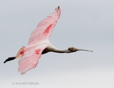 Roseate Spoonbill in Flight 02.jpg