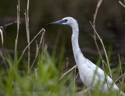 Little Blue Heron Juvie.jpg
