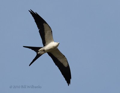 Swallow Tail Kite 01.jpg