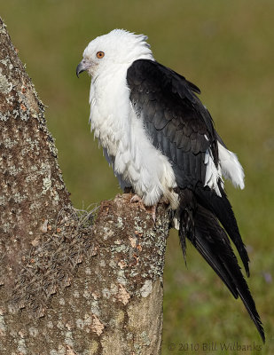 Swallow Tailed Kite 05.jpg