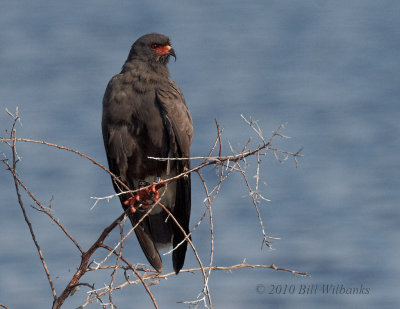 Male Snail Kite  on a Branch 01.jpg