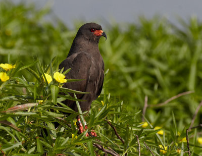 Male Snail Kite  in Yellow Flowers 01.jpg