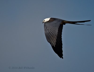 Swallow-tailed Kite 01A.jpg