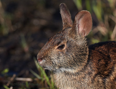 Marsh Rabbit Head Shot.jpg