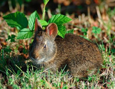 Baby RabbitNC_DSC_0747.jpg