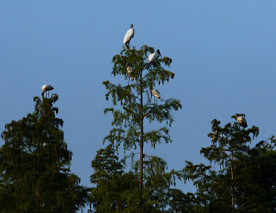 wood_stork_convention