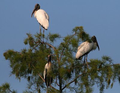 WS 04 Groups in Trees.jpg