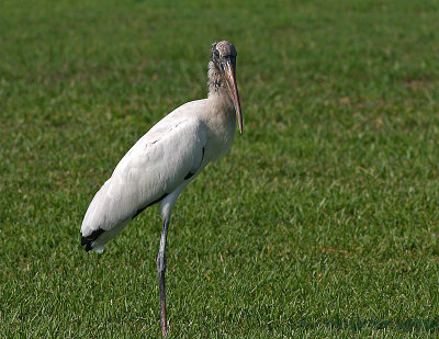WS 08 In Back Yard.jpg