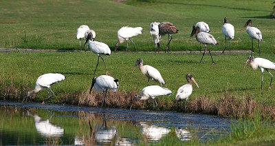 WS 09 Feeding By The Lake.jpg