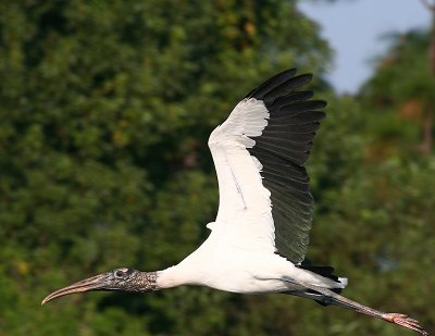 WS 11 Fly away.jpg