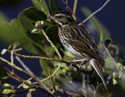 warbler