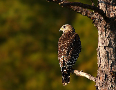Red Sholdered Hawk.jpg