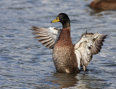 favorite_ducks_grebes_moorhens