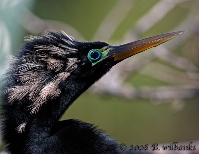 Anhinga in Breeding Colors.jpg