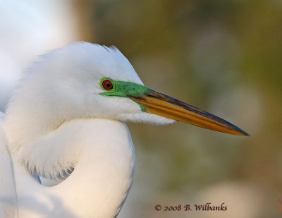 Red Eye Egret 02.jpg