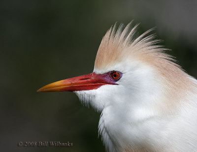 Cattle Egret.jpg