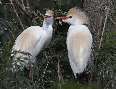 Cattle Egret Pair.jpg