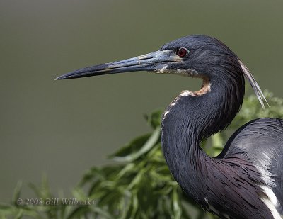 Tricolor Heron Close up.jpg