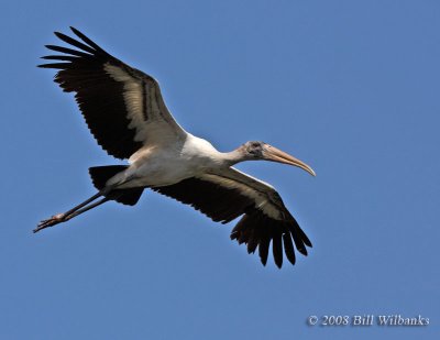 Woodstork in Flight 02.jpg