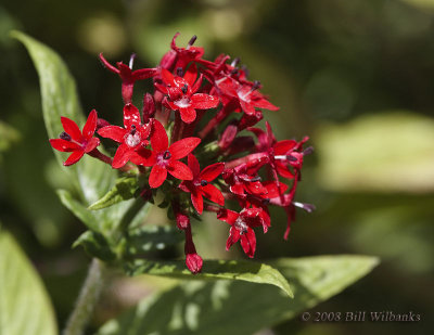Red Flowers.jpg