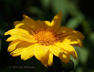 Sunflower.jpg