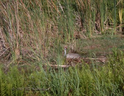 Sandhill Crane On Nest Wide View.jpg
