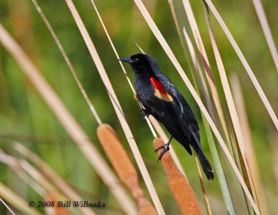 RW Blackbird 01.jpg