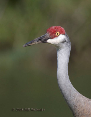 Sandhill Crane42702Ver.jpg