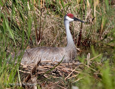 Sandhill Crane42703.jpg