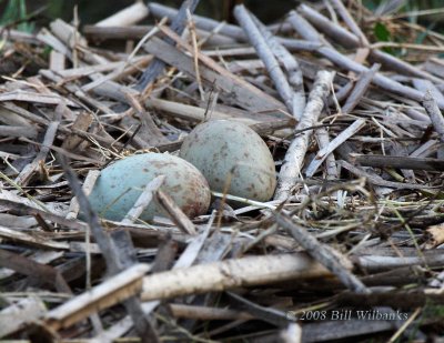 Sandhill Crane Two Eggs.jpg